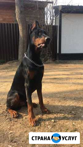 Фотосессия с доберманом Москва - изображение 1