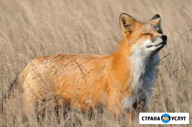 Передержка животных и насекомыхх Казань - изображение 1