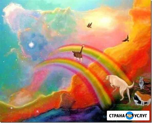 Эвтаназия (усыпление) собак. Кошек24 часа. вывоз Владивосток - изображение 1