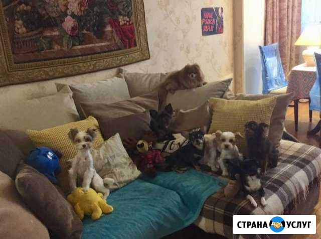 Передержка и выгул собак Москва - изображение 1