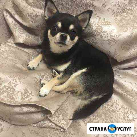 Вязка чихуахуа Москва