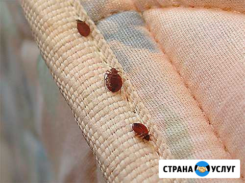 Выведение насекомых Верхний Уфалей - изображение 1