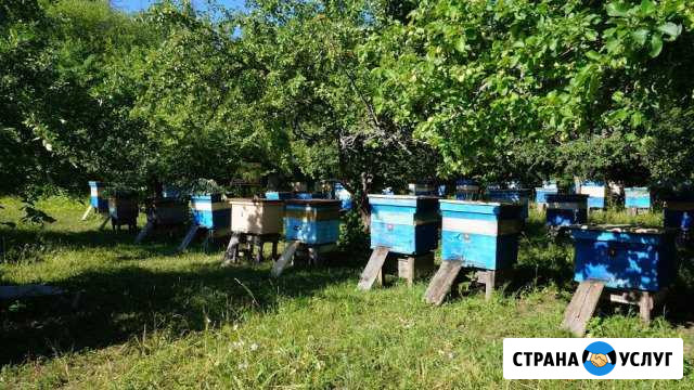 Пчеловодство,помощь и обучение Муром - изображение 1