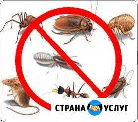 Уничтожение клопов, муравьев и др насекомых Красноярск - изображение 1