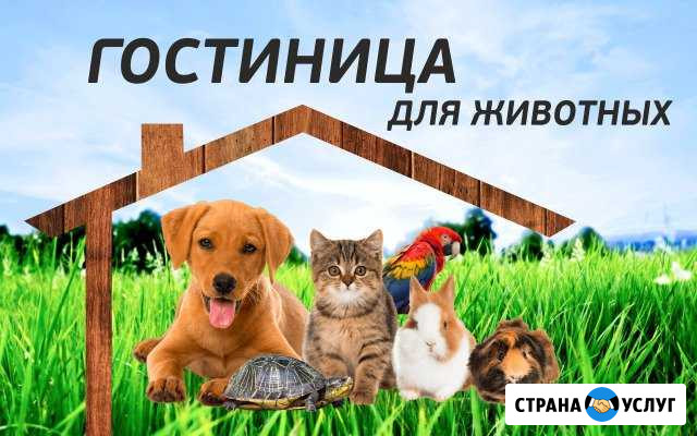 Передержка любых животных Тюмень - изображение 1