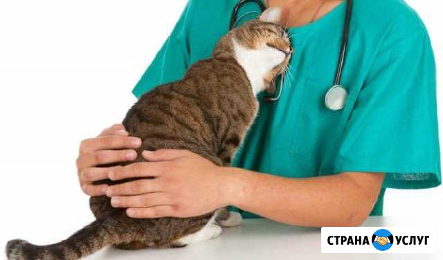 Вызов ветеринара Балашиха - изображение 1