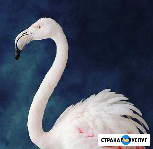 Аренда фламинго Москва/ Аренда животных Москва - изображение 1