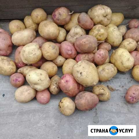 Молодой картофель Благовещенск - изображение 1