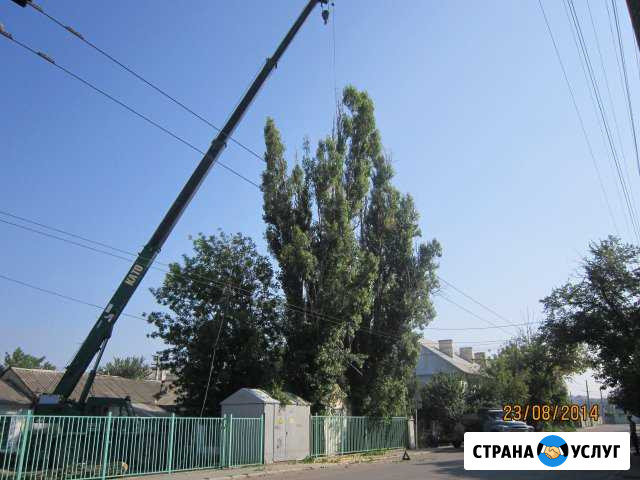 Спилим деревья любой сложности в Крыму Симферополь - изображение 1