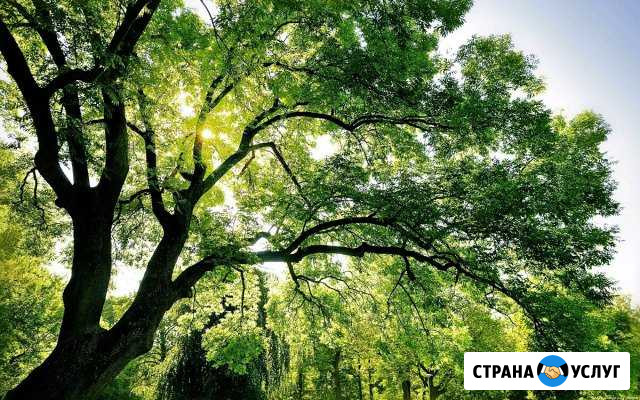 Спил деревьев любой сложности по кмв Минеральные Воды - изображение 1