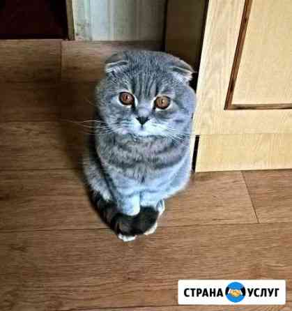 Опытный кот приглашает на вязку Старый Оскол