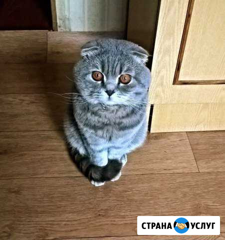 Опытный кот приглашает на вязку Старый Оскол - изображение 1