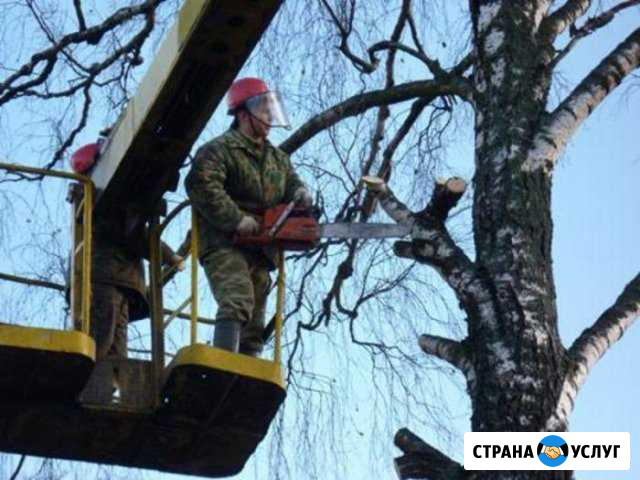 Cпил деревьев и брезка веток арбалистикой Апшеронск - изображение 1