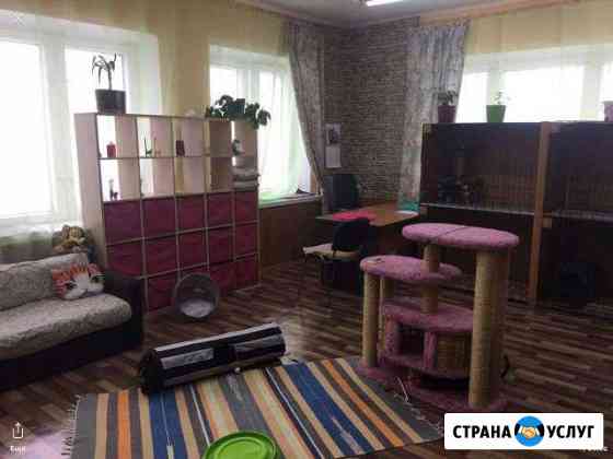 Передержка, гостиница для кошек Москва