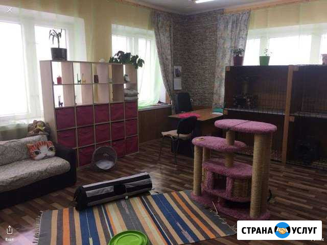 Передержка, гостиница для кошек Москва - изображение 1