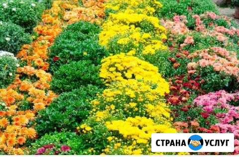 Озеленение и благоустройство Махачкала - изображение 1