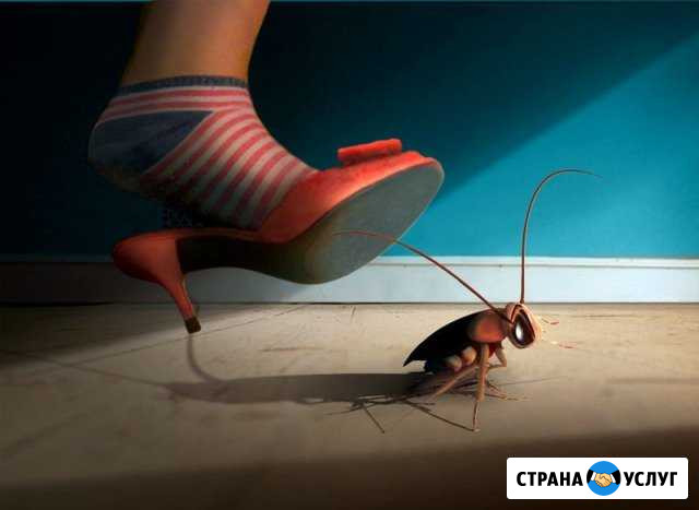 Обработка от тараканов. дезсервис Кулебаки - изображение 1