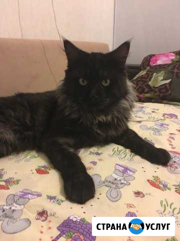 Мейн-кун вязка Борисоглебск - изображение 1