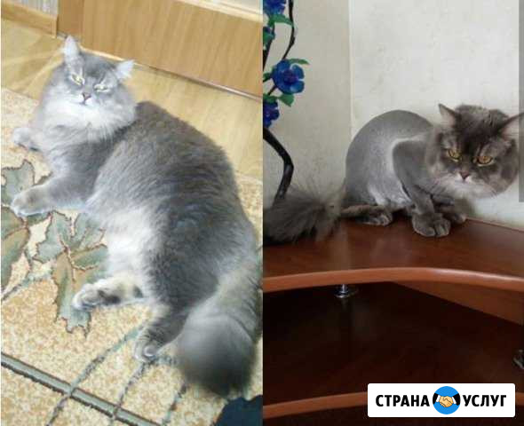 Стрижка кошек на дому Благовещенск - изображение 1