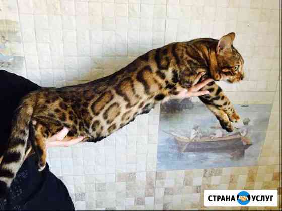 Бенгальский леопардовый кот чистый n24 для вязок Ухта