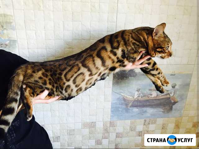 Бенгальский леопардовый кот чистый n24 для вязок Ухта - изображение 1