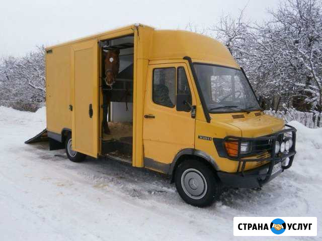Перевозка лошадей, коров. Спб, Россия Санкт-Петербург - изображение 1