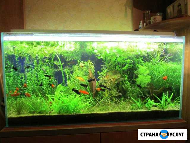 Обслуживание аквариумов Усинск - изображение 1