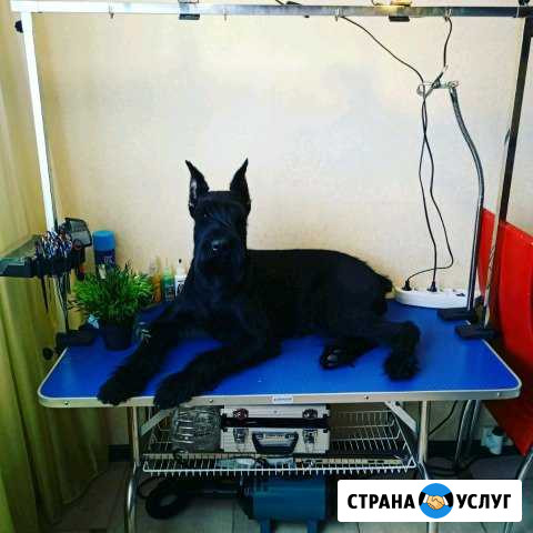 Стрижка,тримминг собак Балашиха - изображение 1