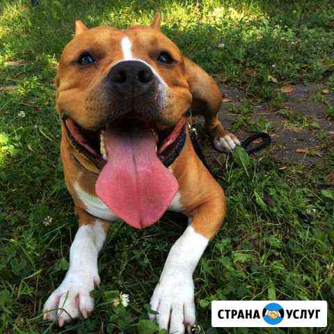 Титулованный кинолог Нико Казань