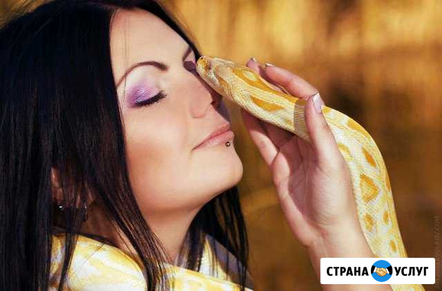 Тигровый питон альбино. Аренда. Фотосессии Обнинск - изображение 1