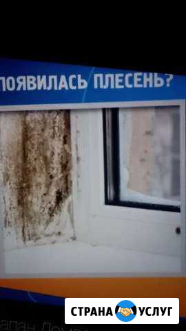 Влажность, плесень, грибок Благовещенск - изображение 1