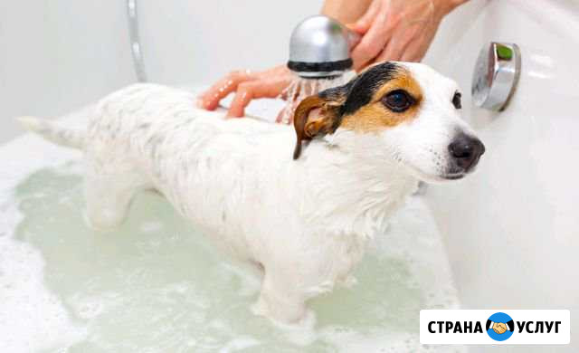 Мойка собак с вычесыванием Новоуральск - изображение 1