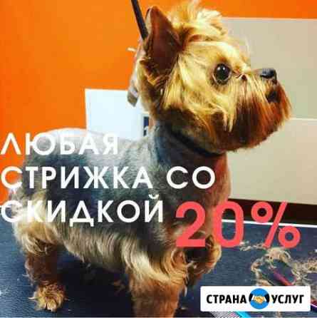 Стрижка собак. Стрижка кошек. Груминг. Тримминг Екатеринбург