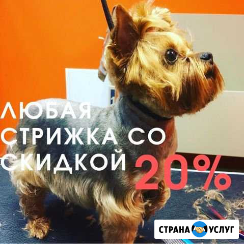Стрижка собак. Стрижка кошек. Груминг. Тримминг Екатеринбург - изображение 1