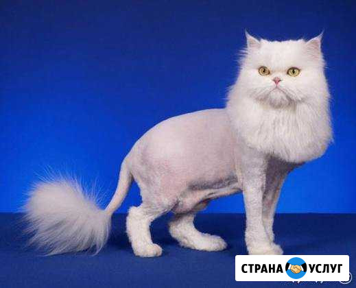 Стрижка котов у вас дома Химки - изображение 1