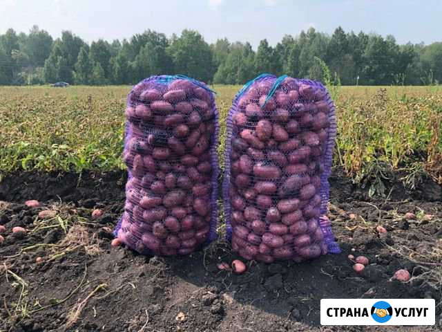 Продаётся картофель свежий урожай Свердловская обл Плешаново - изображение 1