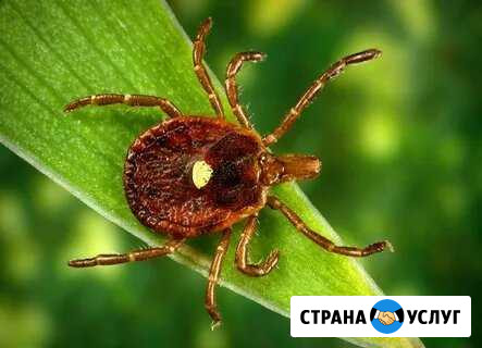Дезинфекция и дератизация Азов - изображение 1