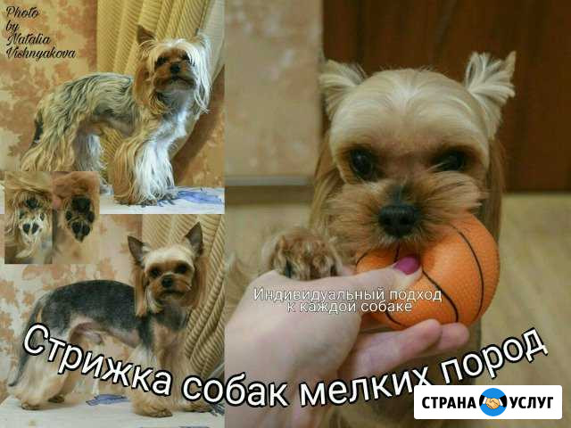 Стрижка собак мелких пород Белоозёрский - изображение 1