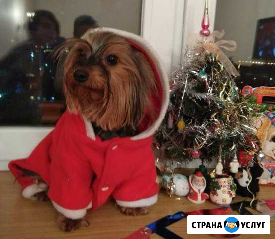 Выгул и передержка домашних животных Москва - изображение 1