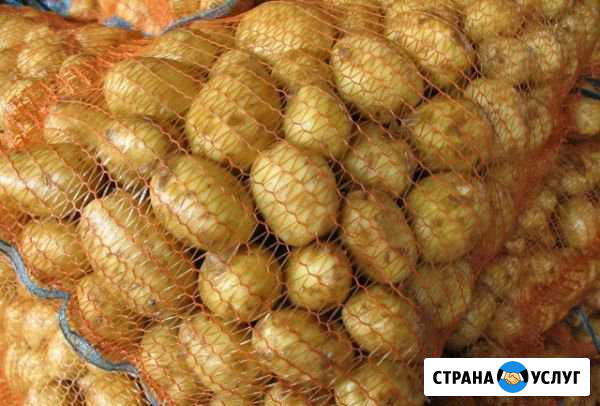 Продам молодой картофель Нижнеудинск - изображение 1