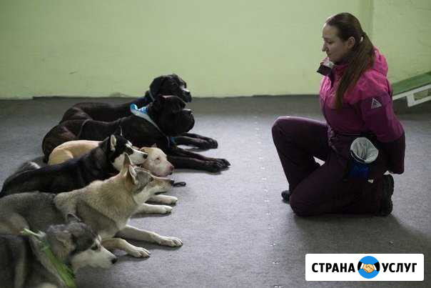 Дрессировка собак профессионально Краснодар - изображение 1