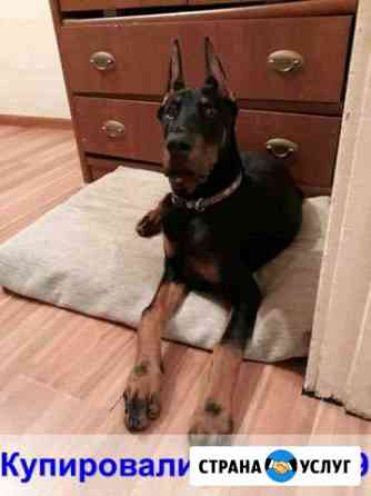 Купирование ушей собакам всех пород Москва