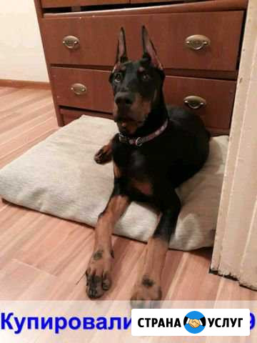 Купирование ушей собакам всех пород Москва - изображение 1