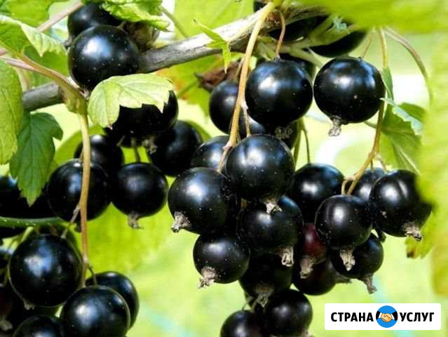 Ягоды чёрной смородины Архангельск - изображение 1