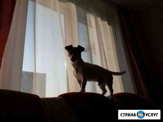 Предоставляю услуги догситтера Новороссийск