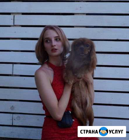 Хендлер. Дрессировка собак Краснодар - изображение 1