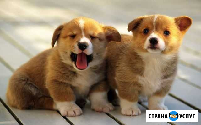 Передержка собак и кошек Новый Уренгой - изображение 1