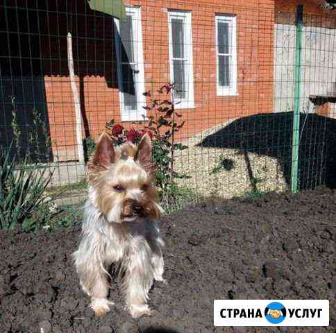 Вязка (Йорширский терьер) Краснодар