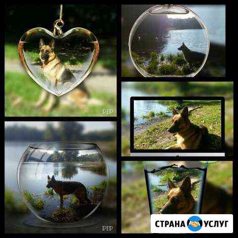 Передержка животных Калининград