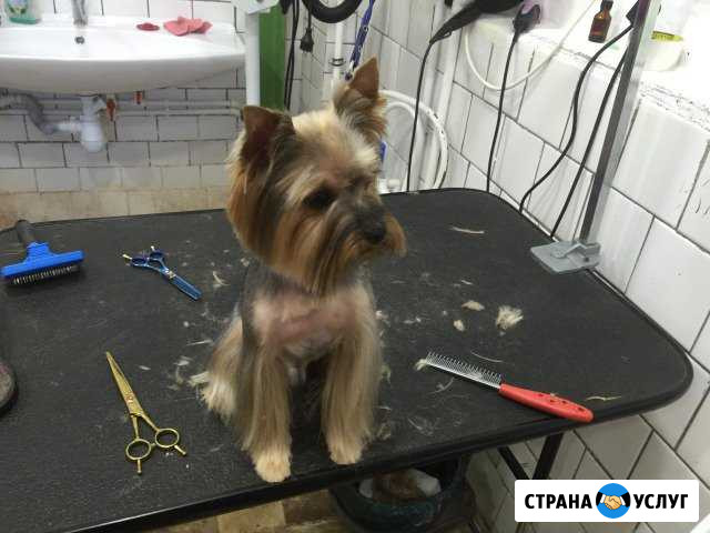 Стрижки собак и кошек Клин - изображение 1